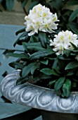 CONTAINER: SILVER URN PLANTED WITH RHODODENDRON ALPEN ROSE. DESIGNER: CLARE MATTHEWS