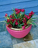 CONTAINER: PINK AND GOLD PAINTED TERRACOTTA POT PLANTED WITH TULIP HUMILIS VIOLACEA GROUP BLACK BASE. DESIGNER: CLARE MATTHEWS
