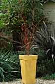 CONTAINER: MUSTARD COLOURED CONTAINER MULCHED WITH SHELLS AND PLANTED WITH ACER PALMATUM SANGO-KAKU. DESIGNER: CLARE MATTHEWS