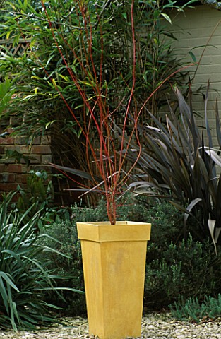 CONTAINER_MUSTARD_COLOURED_CONTAINER_MULCHED_WITH_SHELLS_AND_PLANTED_WITH_ACER_PALMATUM_SANGOKAKU_DE