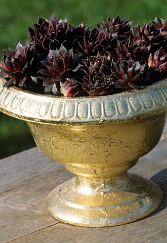 CONTAINER_GOLD_CONTAINER_PLANTED_WITH_SEMPERVIVUMS_DESIGNER_CLARE_MATTHEWS