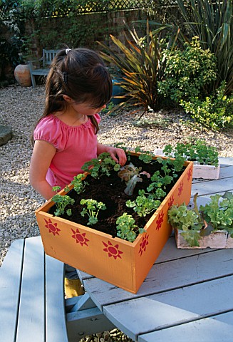 NANCY_PLANTING_LETTUCE_INTO_THE_VEGETABLE_BOX_CLARE_MATTHEWS_PROJECT