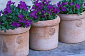 EUROPA IMPRUNETA TERRACOTTA CONTAINERS PLANTED WITH AUBRETIA BY CLARE MATTHEWS