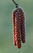 CATKINS OF CORYLUS MAXIMA RED ZELLERNUT AT PETTIFERS GARDEN  OXFORDSHIRE