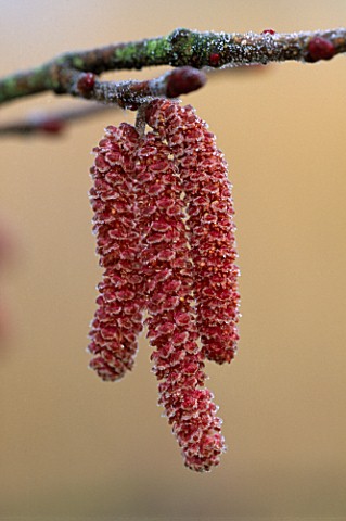 CATKINS_OF_CORYLUS_MAXIMA_RED_ZELLERNUT_AT_PETTIFERS_GARDEN__OXFORDSHIRE