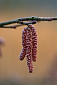 CATKINS OF CORYLUS MAXIMA RED ZELLERNUT AT PETTIFERS GARDEN  OXFORDSHIRE