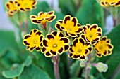PRIMULA GOLD LACED SEEDLING