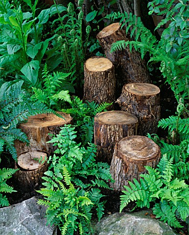 STUMPERY_POT_PROJECT_BY_CLARE_MATTHEWS_COMPLETED_STUMPERY_WITH_FERNS
