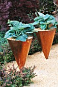 COPPER CONICAL CONTAINERS WITH HOSTA SIEBOLDIANA ELEGANS IN THE DAILY TELEGRAPHS WRONG GARDEN