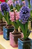 PINK AND BLUE HYACINTHS IN COLOURED CONTAINERS