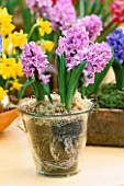 PINK HYACINTHS IN A GLASS CONTAINERS
