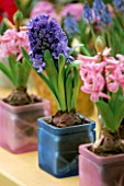 BLUE HYACINTH IN BLUE CONTAINER