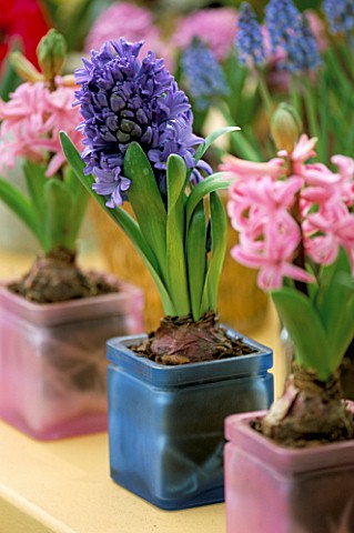 BLUE_HYACINTH_IN_BLUE_CONTAINER