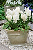 GREY GLAZED CONTAINER PLANTED WITH WHITE PEARL HYACINTHS. KEUKENHOF GARDENS  HOLLAND