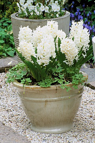 GREY_GLAZED_CONTAINER_PLANTED_WITH_WHITE_PEARL_HYACINTHS_KEUKENHOF_GARDENS__HOLLAND