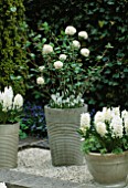 GREY GLAZED CONTAINERS PLANTED WITH WHITE PEARL  HYACINTHS AND A WHITE VIBURNUM. KEUKENHOF GARDENS  HOLLAND