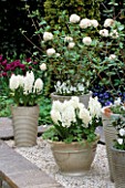 GREY GLAZED CONTAINER PLANTED WITH WHITE PEARL  HYACINTHS AND A WHITE VIBURNUM. KEUKENHOF GARDENS  HOLLAND