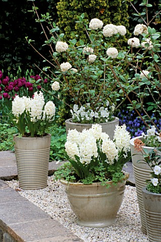 GREY_GLAZED_CONTAINER_PLANTED_WITH_WHITE_PEARL__HYACINTHS_AND_A_WHITE_VIBURNUM_KEUKENHOF_GARDENS__HO