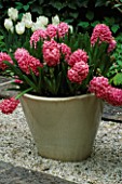 GREY GLAZED CONTAINER PLANTED WITH PINK HYACINTHS. KEUKENHOF GARDENS  HOLLAND