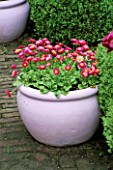 LILAC CONTAINER PLANTED WITH BELLIS PERENNIS POMPONETTE. KEUKENHOF GARDENS  HOLLAND