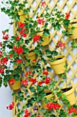 YELLOW TERRACOTTA CONTAINERS ON TRELLIS AND WHITE WALL PLANTED BY CLARE MATTHEWS WITH RED GERANIUMS
