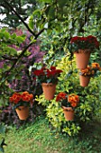 TERRACOTTA BEADED POTS HANGING FROM A TREE PLANTED BY CLARE MATTHEWS WITH DWARF CHRYSANTHEMUMS