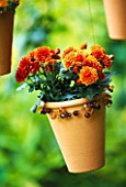 TERRACOTTA BEADED POT HANGING FROM A TREE PLANTED BY CLARE MATTHEWS WITH DWARF CHRYSANTHEMUMS