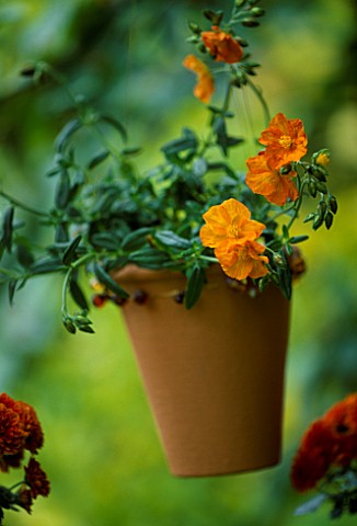 TERRACOTTA_BEADED_POT_HANGING_FROM_A_TREE_PLANTED_BY_CLARE_MATTHEWS_WITH_HELIANTHEMUM_BEN_MOIR