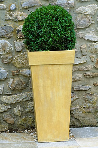 YELLOW_CONTAINER_PLANTED_WITH_BOX_BALL__BUXUS__DESIGNER_CLARE_MATTHEWS