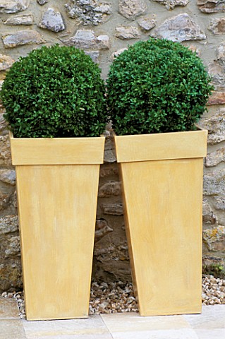 YELLOW_CONTAINERS_PLANTED_WITH_BOX_BALL__BUXUS__DESIGNER_CLARE_MATTHEWS