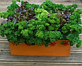 DESIGNER: CLARE MATTHEWS: WOODEN BOX CONTAINER PLANTED WITH PARSLEY AND LETTUCES