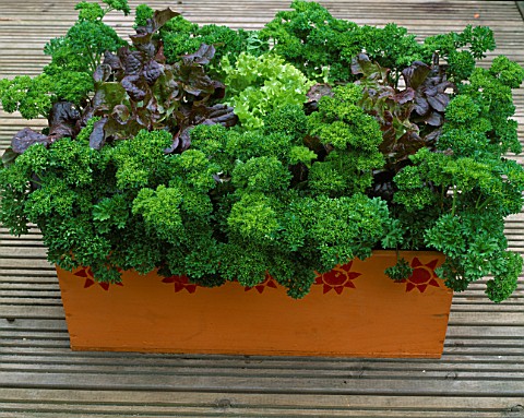 DESIGNER_CLARE_MATTHEWS_WOODEN_BOX_CONTAINER_PLANTED_WITH_PARSLEY_AND_LETTUCES