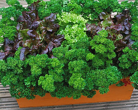 DESIGNER_CLARE_MATTHEWS_WOODEN_BOX_CONTAINER_PLANTED_WITH_PARSLEY_AND_LETTUCES
