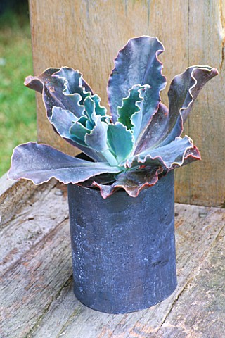 DESIGNER_CLARE_MATTHEWS_LEAD_ROLL_CONTAINER_PLANTED_WITH_COTYLEDON_UNDULATA