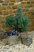 SILVER CONTAINERS PLANTED WITH CEANOTHUS THYRSIFLORUS REPENS AND CLIPPED LAVENDER. PRIVETT GARDEN PRODUCTS