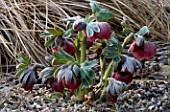 PETTIFERS GARDEN  OXFORDSHIRE  IN WINTER: FROSTED PLUM COLOURED HELLEBORE