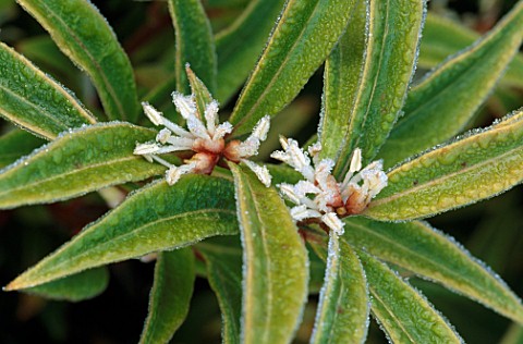 PETTIFERS_GARDEN__OXFORDSHIRE__IN_WINTER_SARCOCOCCA_HOOKERIANA_VAR_DIGYMA