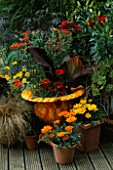ORANGE MARBLED CONTAINER PLANTED WITH ACHILLEA WALTER FUNCKE  CANNA TROPICANA AND GAZANIA GAZOO SURROUNDED BY ORANGE LILIES AND AEONIUM ZWARTKOP IN POTS. DESIGNER: CLARE MATTHEWS