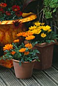 TERRACOTTA CONTAINERS ON DECKING PLANTED WITH GAZANIA GAZOO. DESIGNER: CLARE MATTHEWS