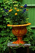 ORANGE MARBLED CONTAINER IN FRONT OF GREEN FENCE PLANTED WITH COREOPSIS EARLY SUNRISE  DELPHINIUM DELFIX AND GOLDEN MARJORAM. DESIGNER: CLARE MATTHEWS