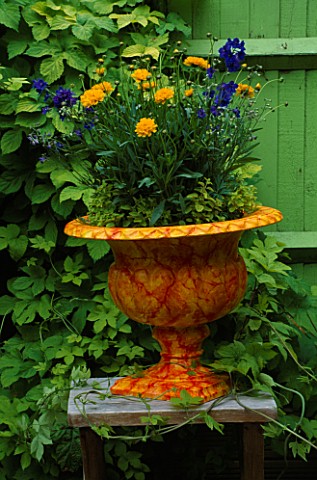ORANGE_MARBLED_CONTAINER_IN_FRONT_OF_GREEN_FENCE_PLANTED_WITH_COREOPSIS_EARLY_SUNRISE__DELPHINIUM_DE