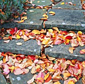 DETAIL OF FALLEN AUTUMN LEAVES OF PERSIAN IRONWOOD TREE  PARROTIA PERSICA ON STONE STEPS