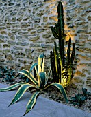 BORDER LIT UP AT NIGHT BY STONE WALL WITH AGAVE AMERICANA  AGAVE AMERICANA VARIEGATA AND EUPHORBIA ERYTHRAEA (CANDELABRA CACTUS) DESIGNER: AMIR SCHLEZINGER/MY LANDSCAPES
