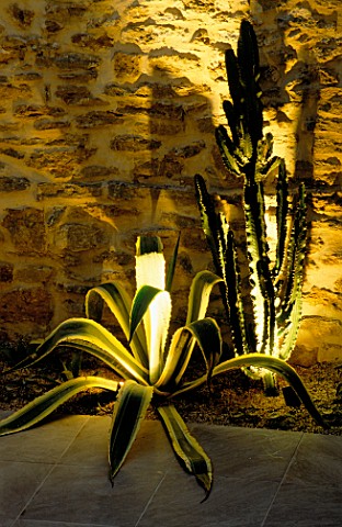 BORDER_LIT_UP_AT_NIGHT_BY_STONE_WALL_WITH_AGAVE_AMERICANA__AGAVE_AMERICANA_VARIEGATA_AND_EUPHORBIA_E