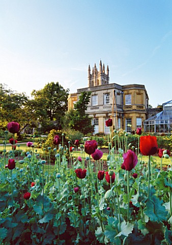 OXFORD_BOTANIC_GARDEN_MAGDALEN_COLLEGE_SEEN_FROM_THE_BOTANIC_GARDEN_IN_SUMMER_WITH_POPPIES_IN_THE_FO