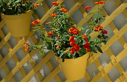 YELLOW_TERRACOTTA_CONTAINER_PLANTED_WITH_LANTANA_ON_TRELLIS_AND_WHITE_WALL_DESIGNER_CLARE_MATTHEWS