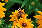 PAINTED LADY BUTTERFLY ON RUDBECKIA MARMALADE
