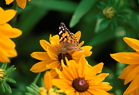 PAINTED_LADY_BUTTERFLY_ON_RUDBECKIA_MARMALADE