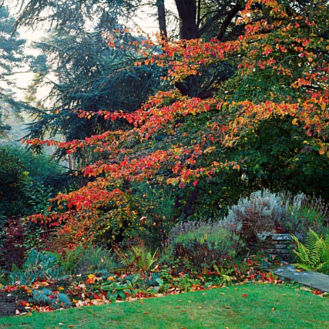 THE_BEAUTIFUL_AUTUMN_FOLIAGE_OF_THE_PERSIAN_IRONWOOD_TREE__PARROTIA_PERSICA_IN_THE_WILD_GARDEN_AT_PY