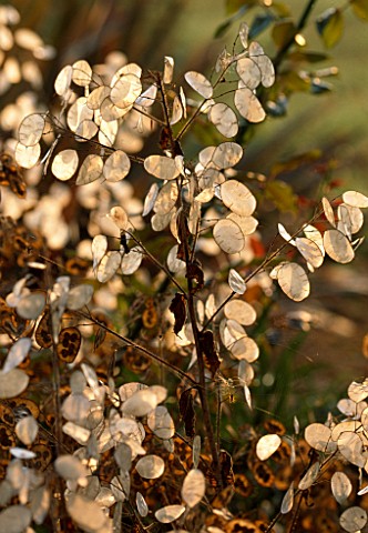 PETTIFERS__OXFORDSHIRE_SEED_PODS_OF_LUNARIA_ANNUA_HONESTY